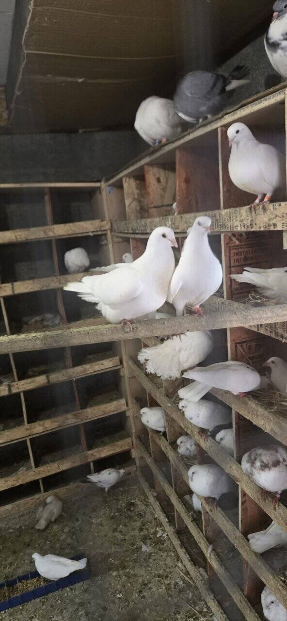 Pigeons image 1