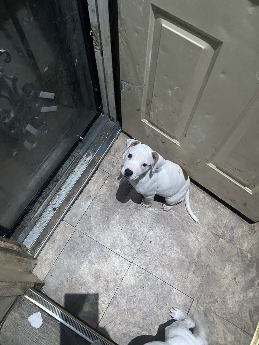 I have 3 puppy’s left 2 boys and 1 girl l image 3
