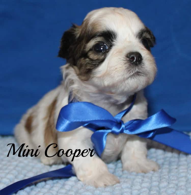 Teddy Bear (Shih Tzu - bichon) image 2