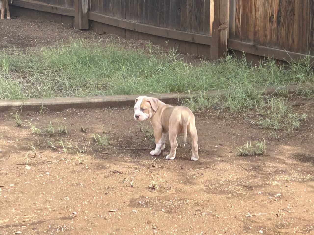 American bully pitbull puppies image 3