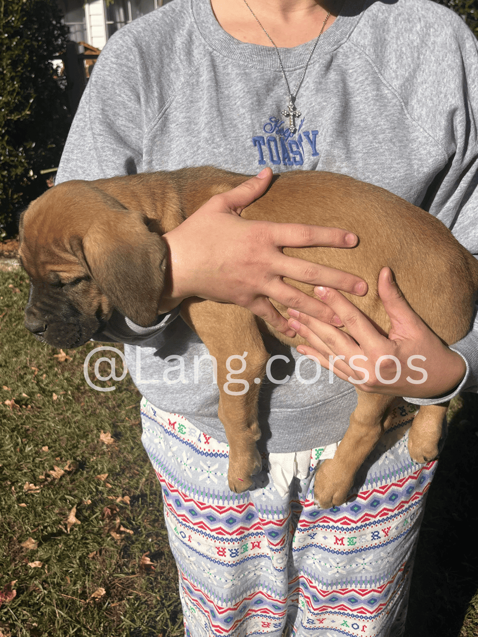 Cane corso puppies for sale image 6