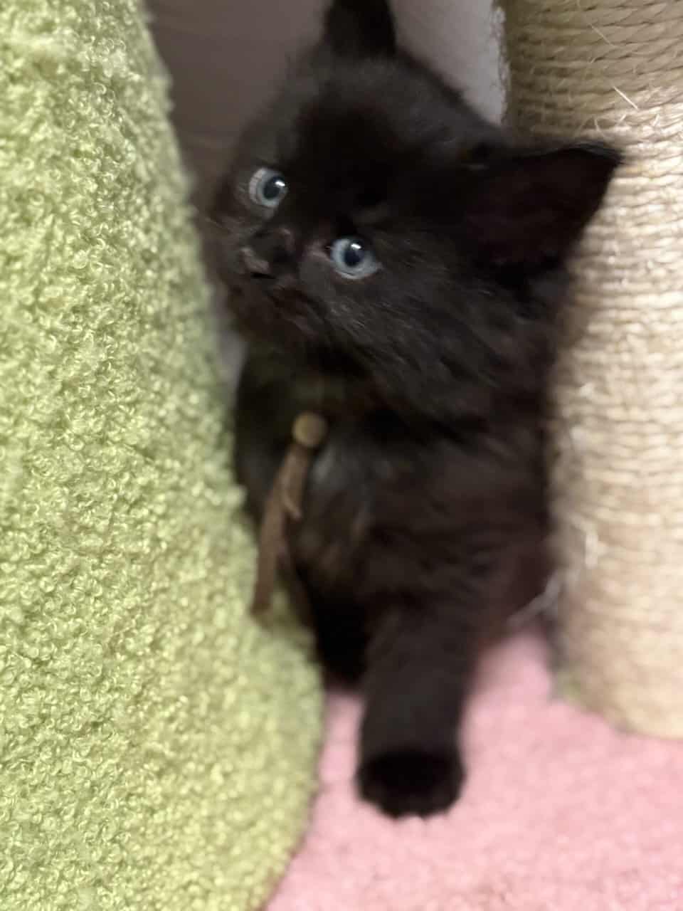 Maine Coon Kittens image 8