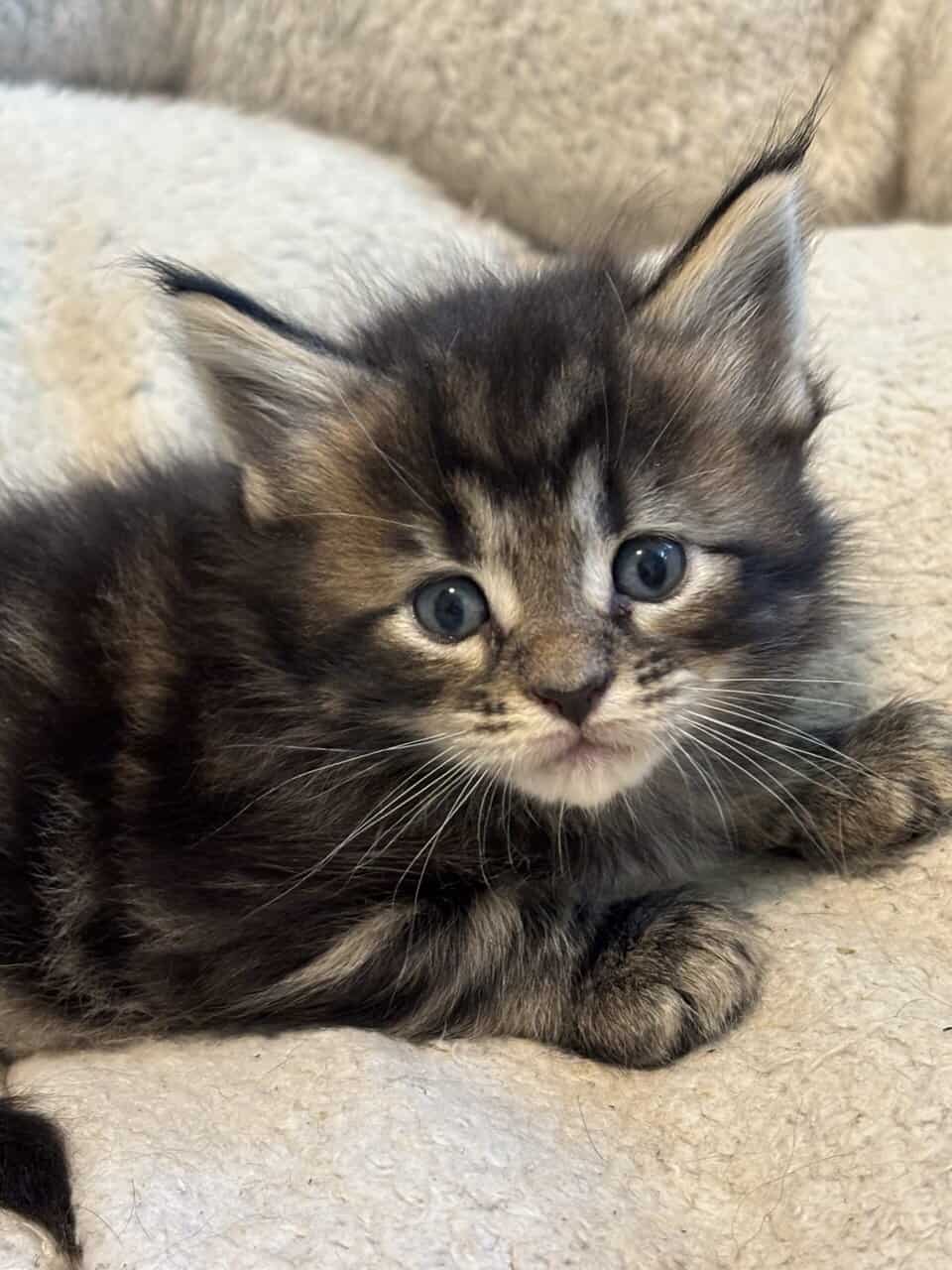 TICA registered Maine coon kittens image 6