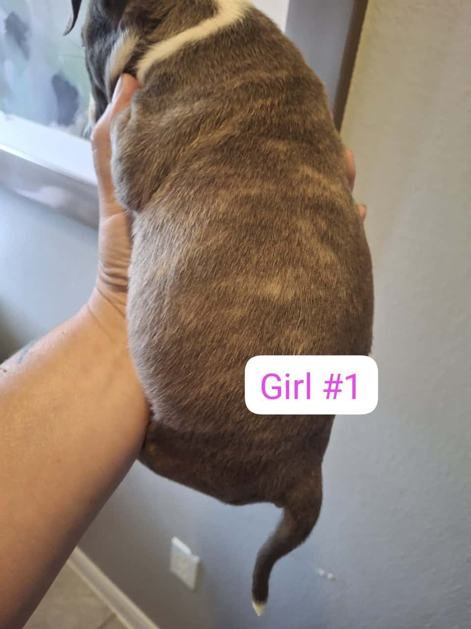 Pitbull puppies image 3