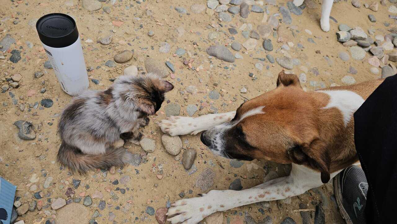 Loving terrier looking for family image 1