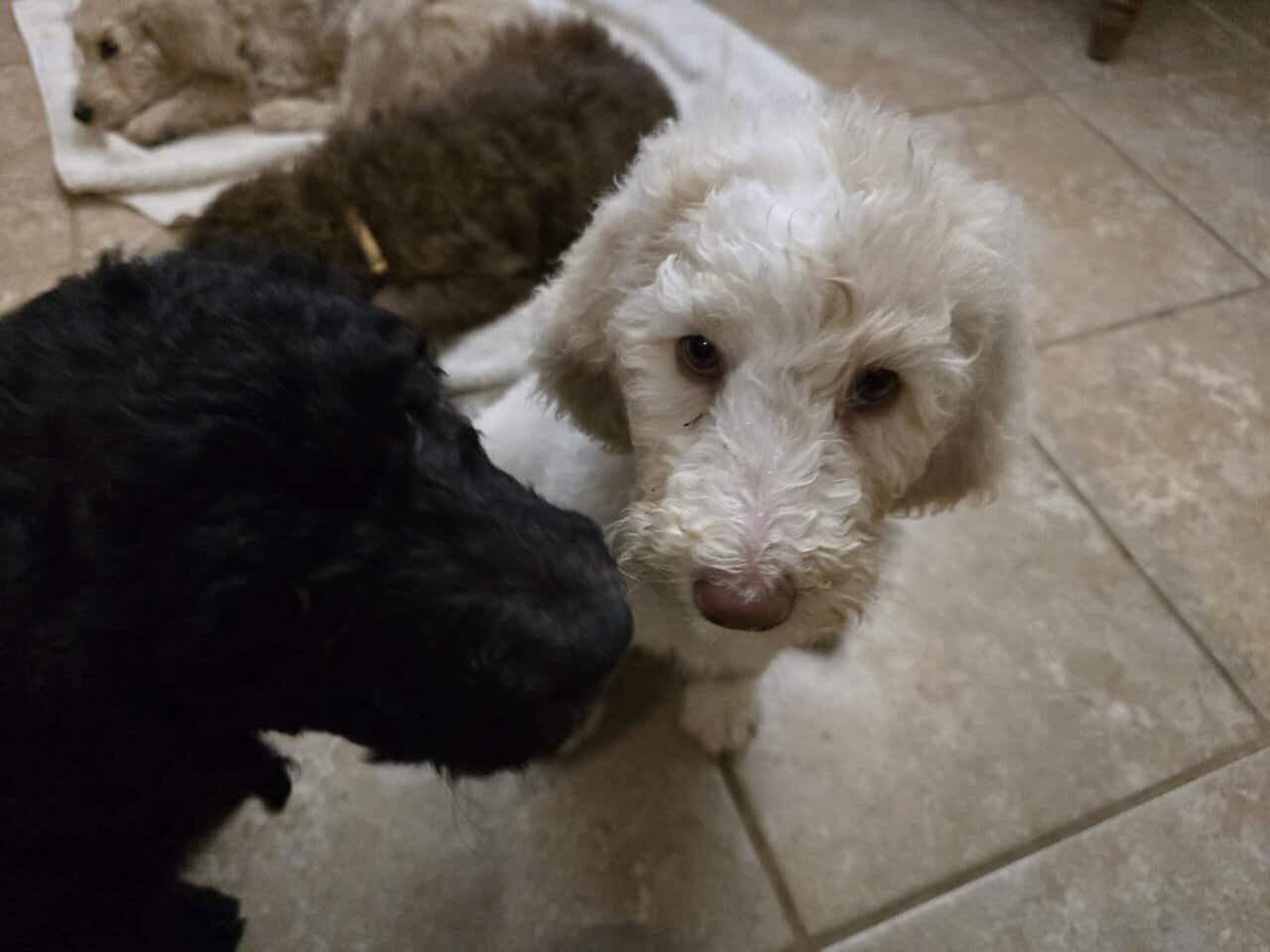 Doodle Puppies image 4