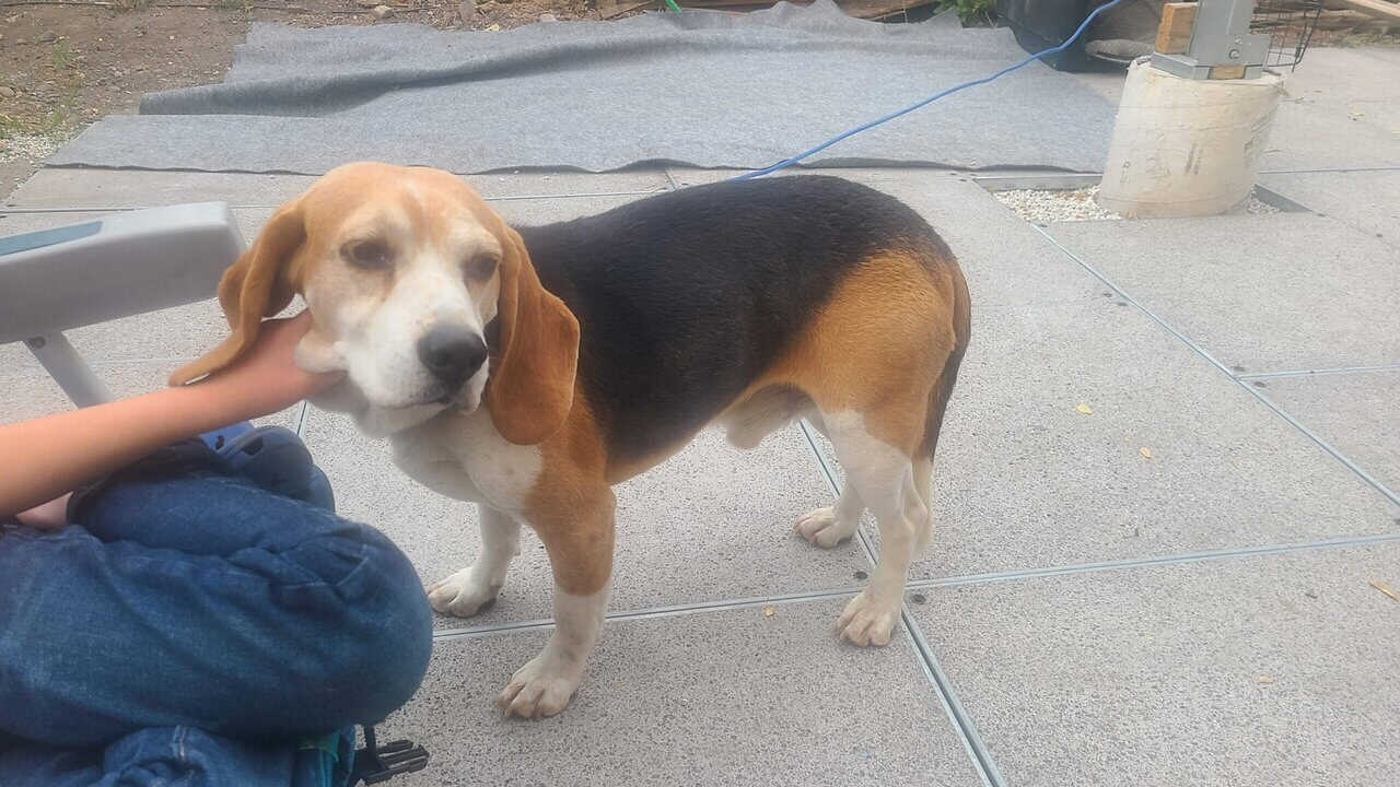 Rehome Sweet Beagle (purebread male intact) image 14