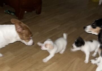 Jack Russell puppies