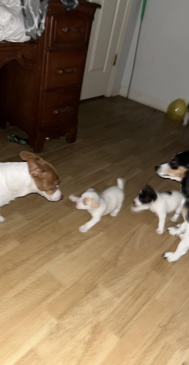Jack Russell puppies image 1