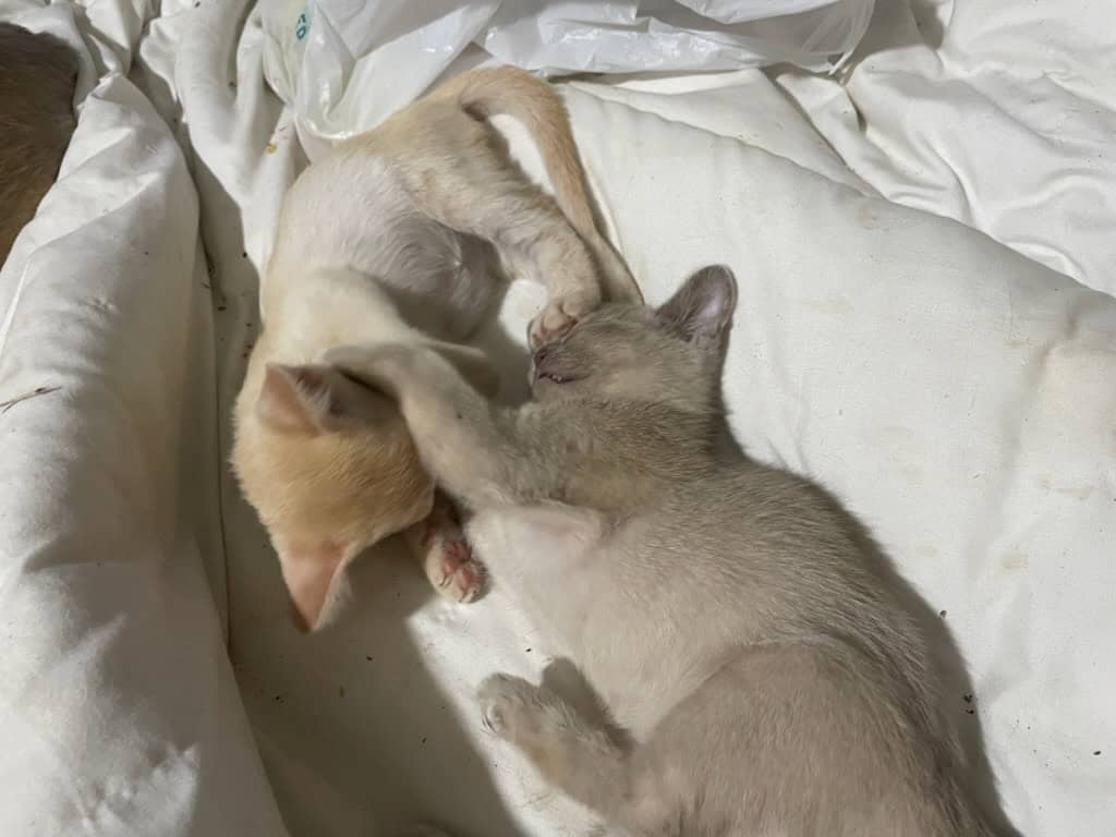 Burmese litter of kittens image 2