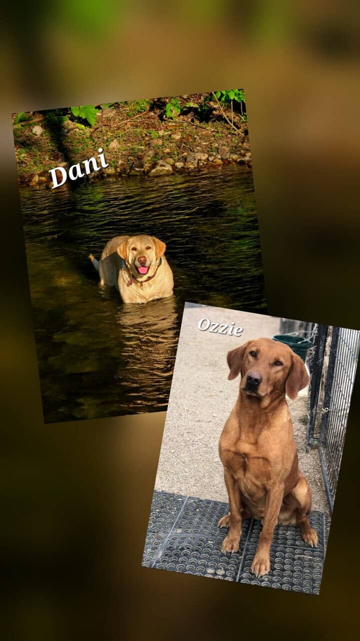 Upcoming Litter Labrador Retrievers image 1