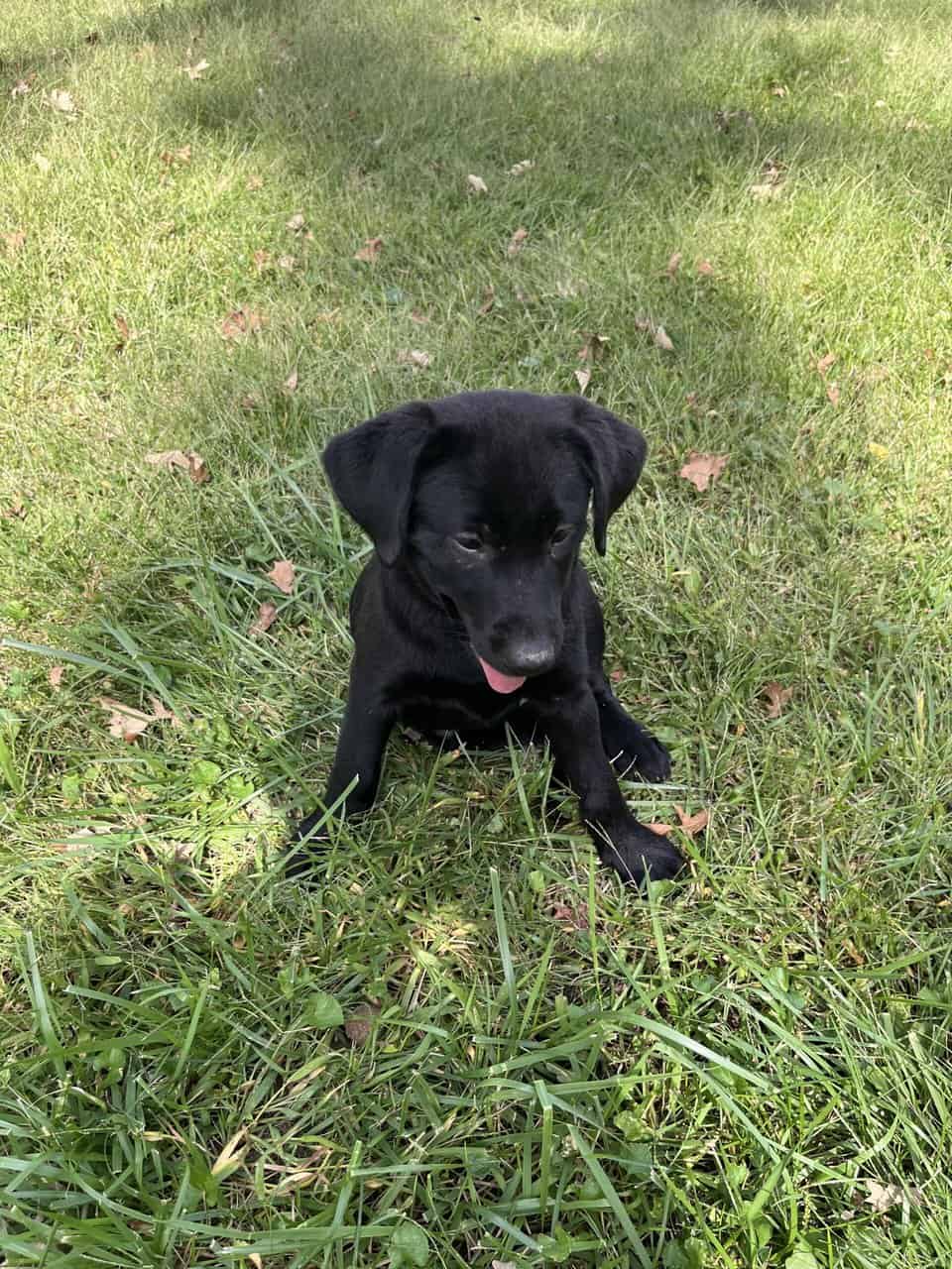 Labrador puppies for sale image 3