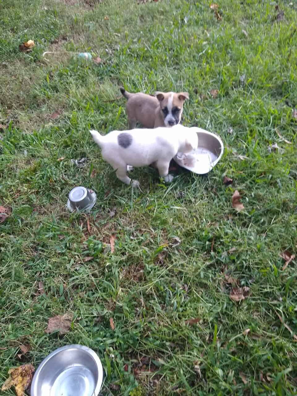 Pitbull/Husky Puppies image 8