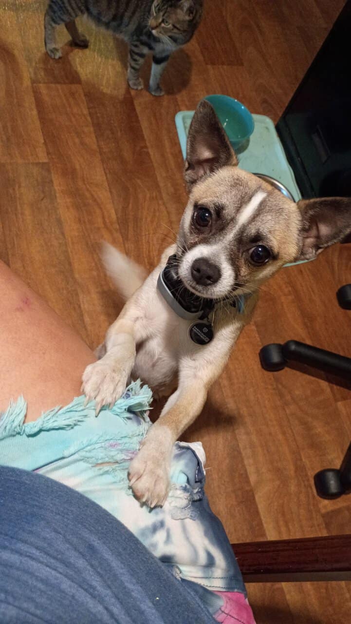 Deerhead Chihuahua 1 yr. Old Male (Boochie) image 6