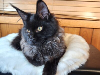 Black MaineCoon female
