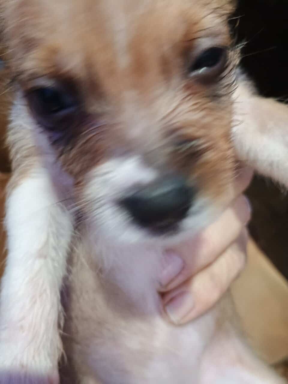 Jackapoo puppies image 2