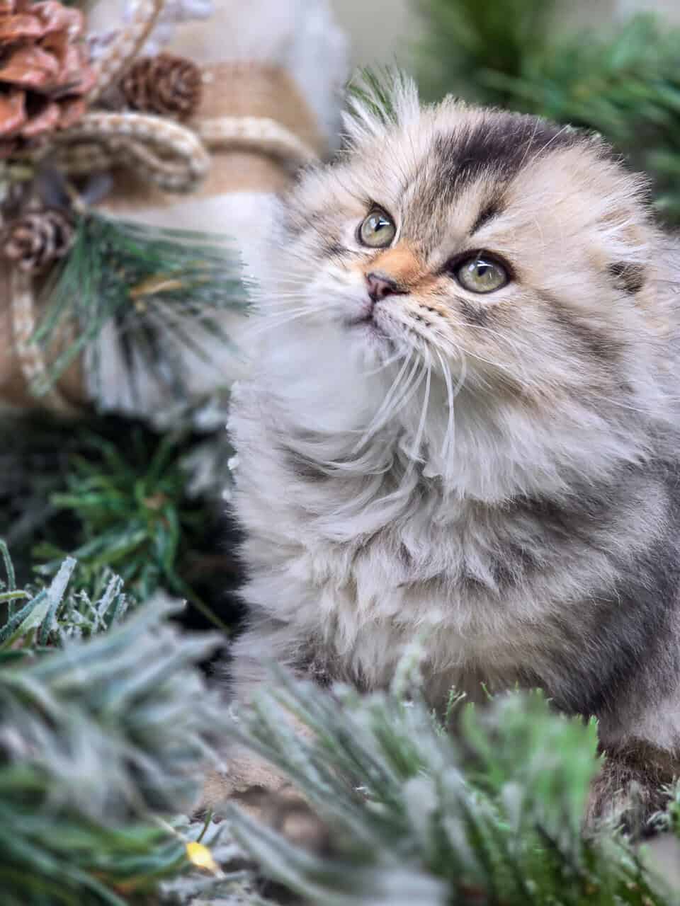 SCOTTISH FOLD GIRL, TICA REGISTERED image 4