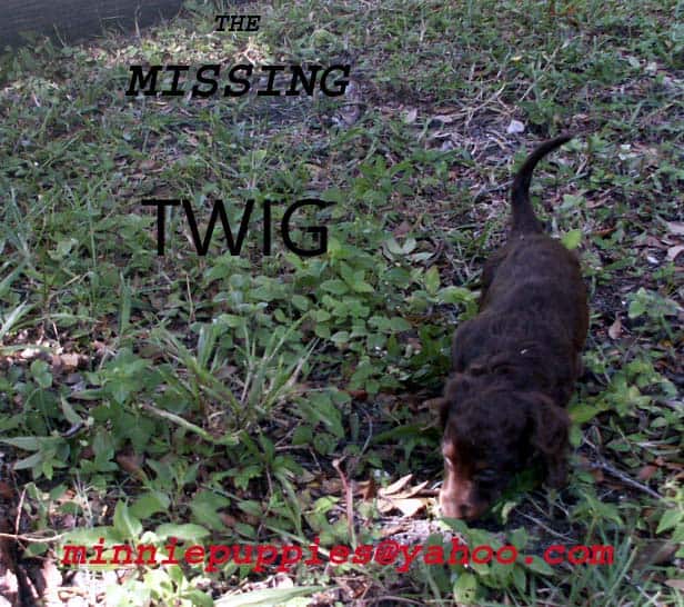 Dachshund puppies for sale image 5