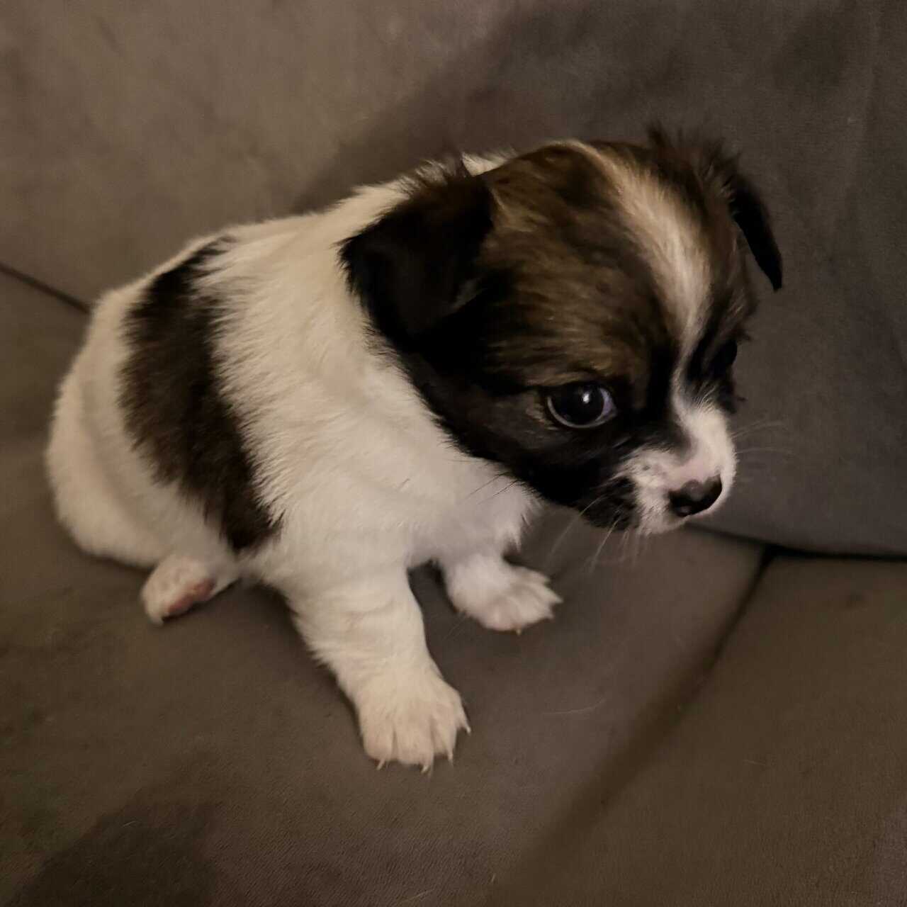 Long haired Chihuahua pups image 6