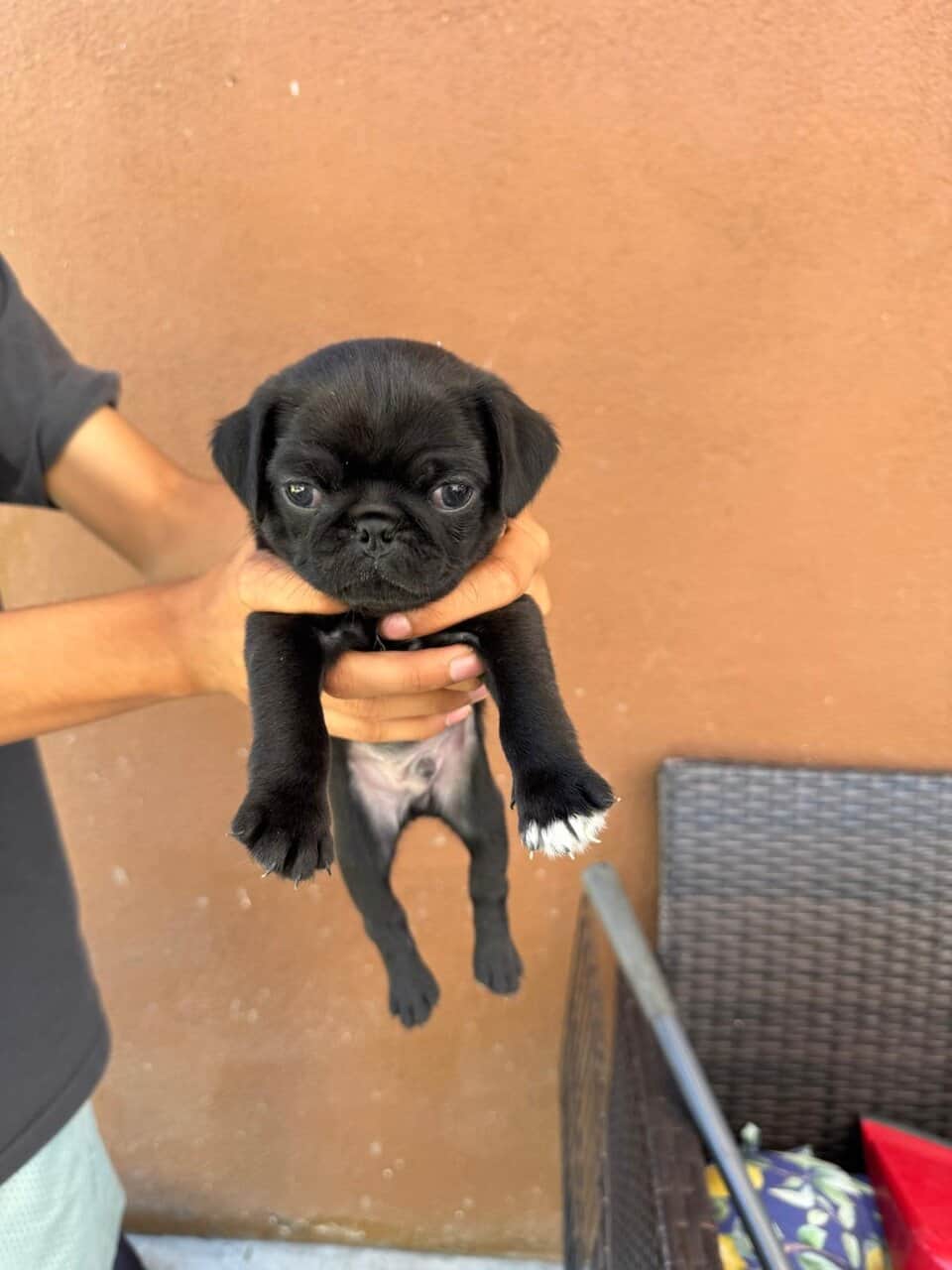 4 pug puppies image 1
