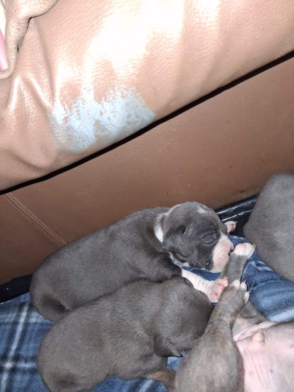 8 American bully/Staffordshire terrier puppies image 4