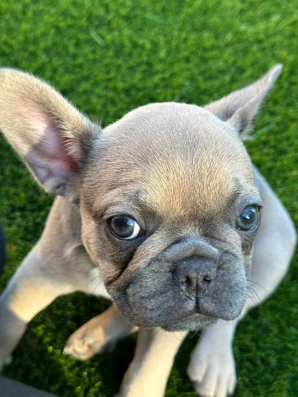 Amazing French Bulldogs for Sale image 3
