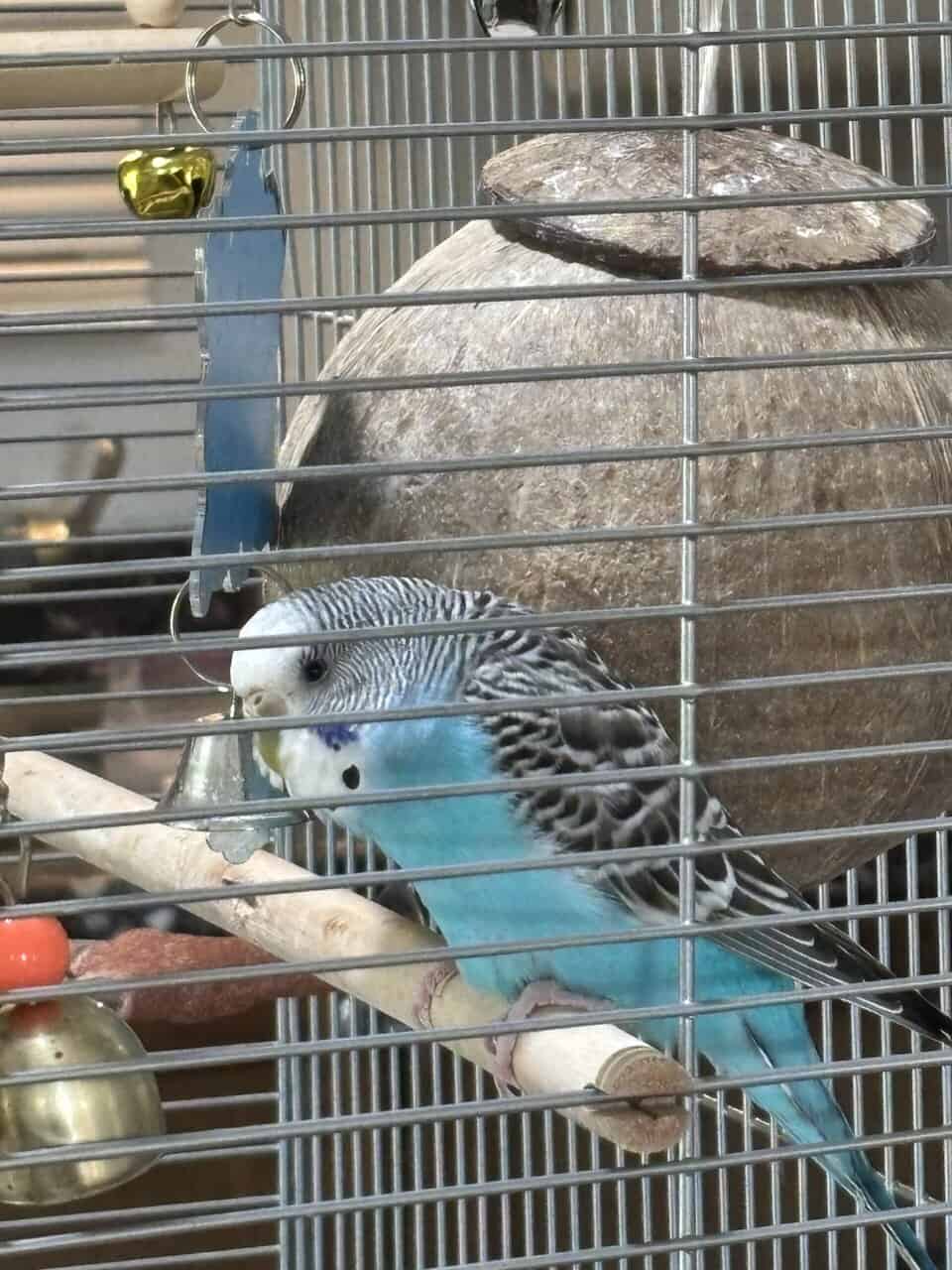 Parakeet for sale image 2