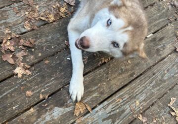 Siberian Husky for sale!