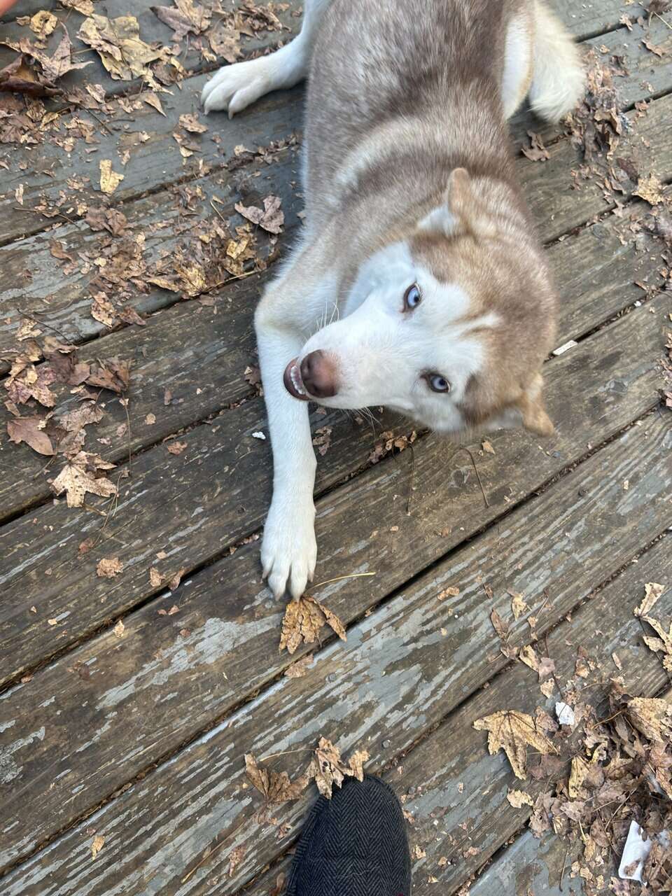 Siberian Husky for sale! image 1
