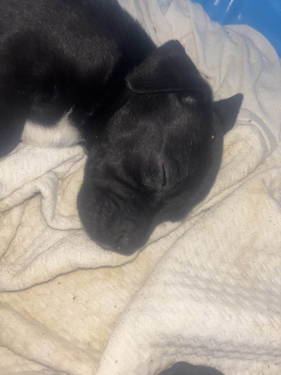 Lab and put puppys image 10