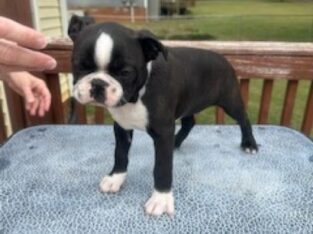 Boston Terrier Looking for FureverHome