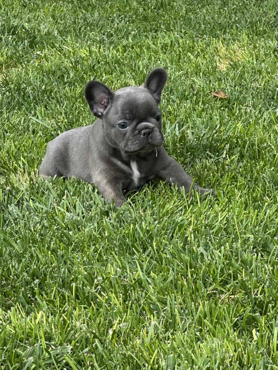 Frenchie image 8