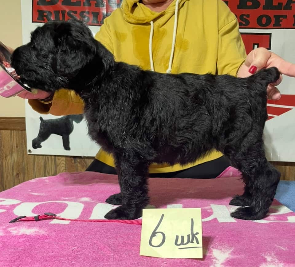 Beautiful Black BRT Litter "L" image 1