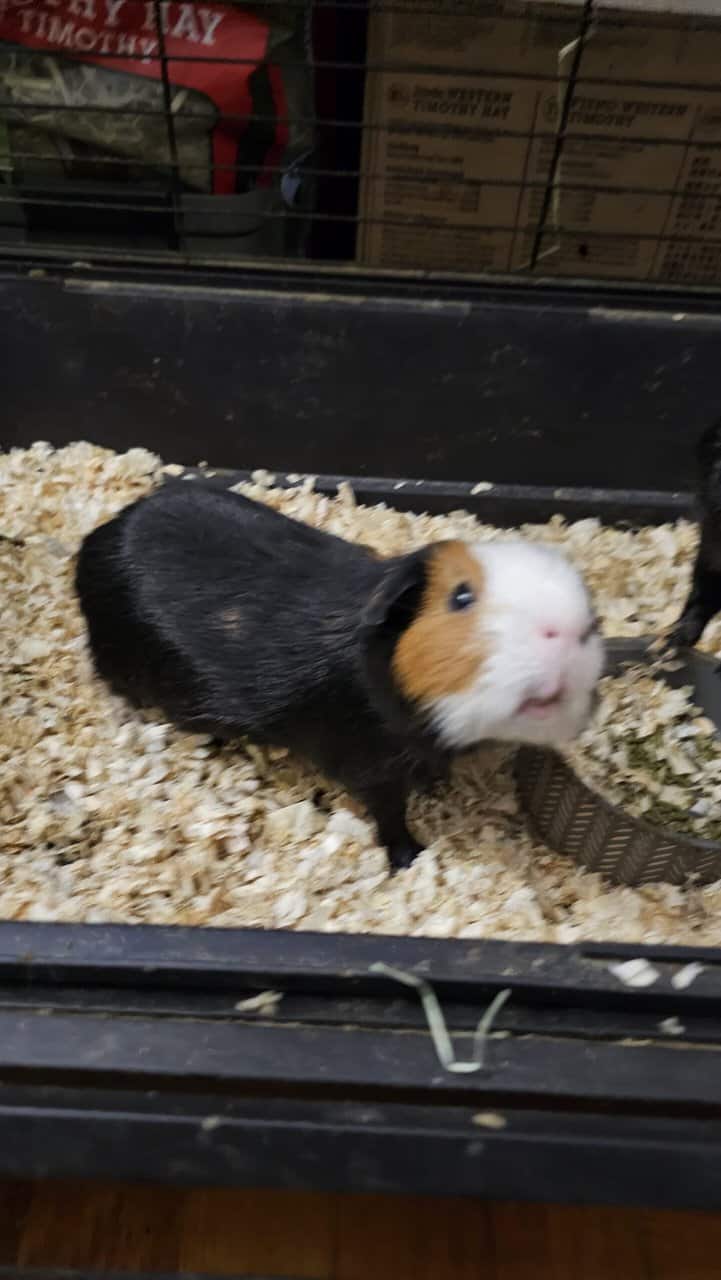 3 guinea pigs looking for a new family image 4