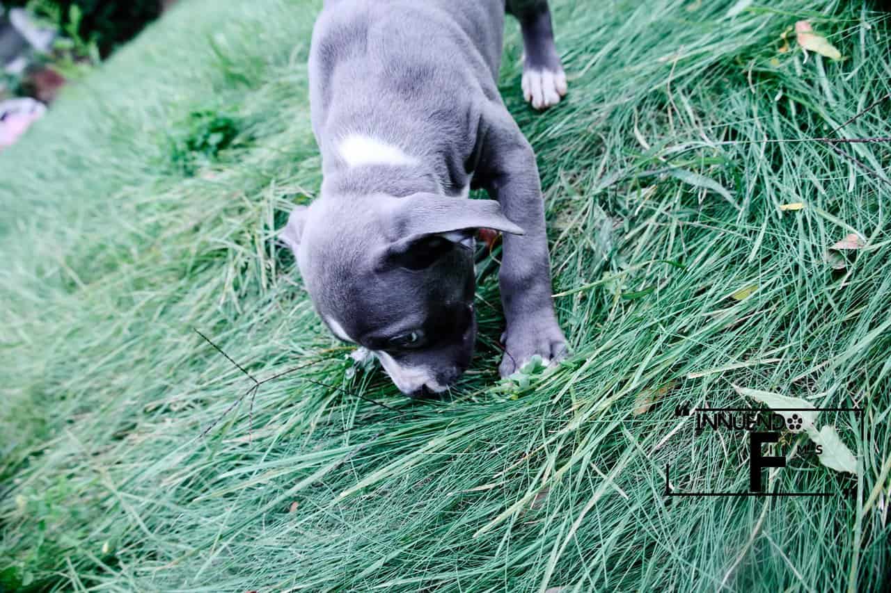 Little Azul image 2