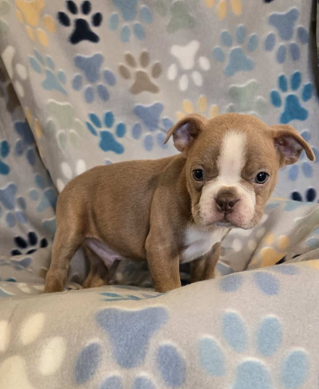 Boston Terriers image 5