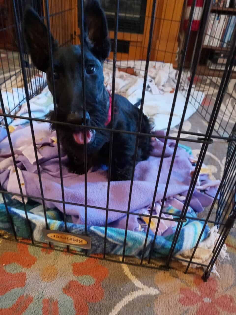 AKC Scottish Terriers for Sale image 2