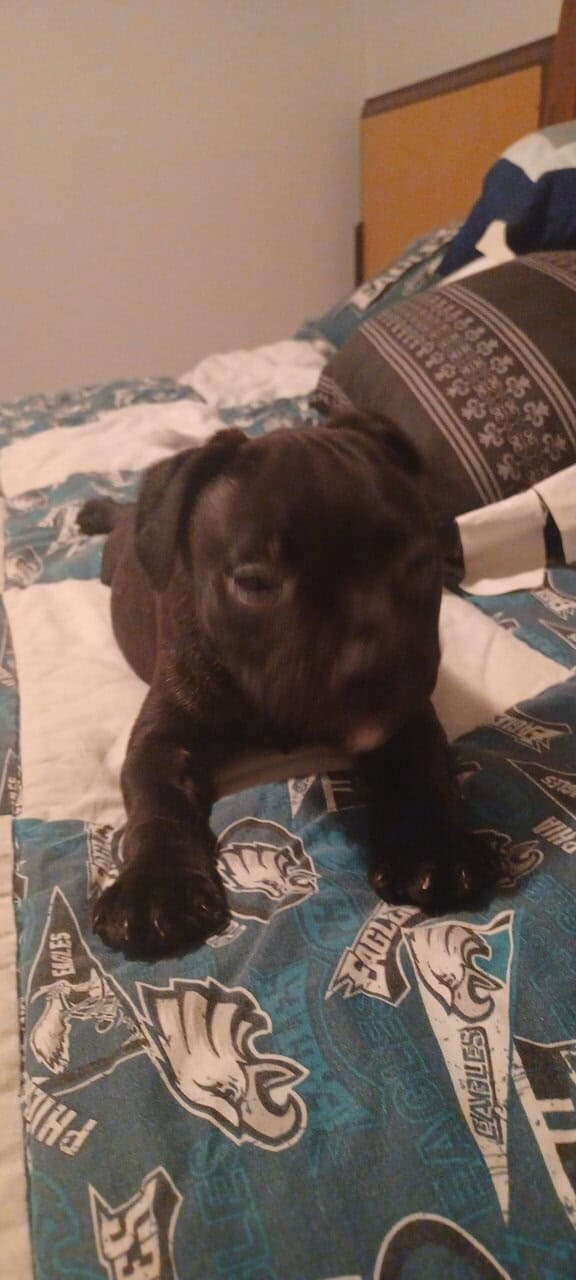 Staffordshire bull terrier pups image 12