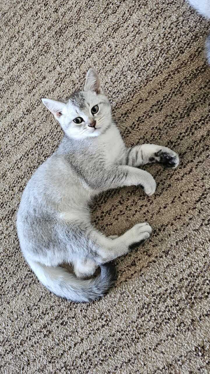 British Shorthair image 1