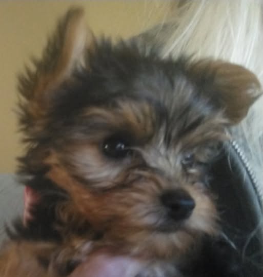 AKC REGISTERED YORKSHIRE PUPPIES image 2
