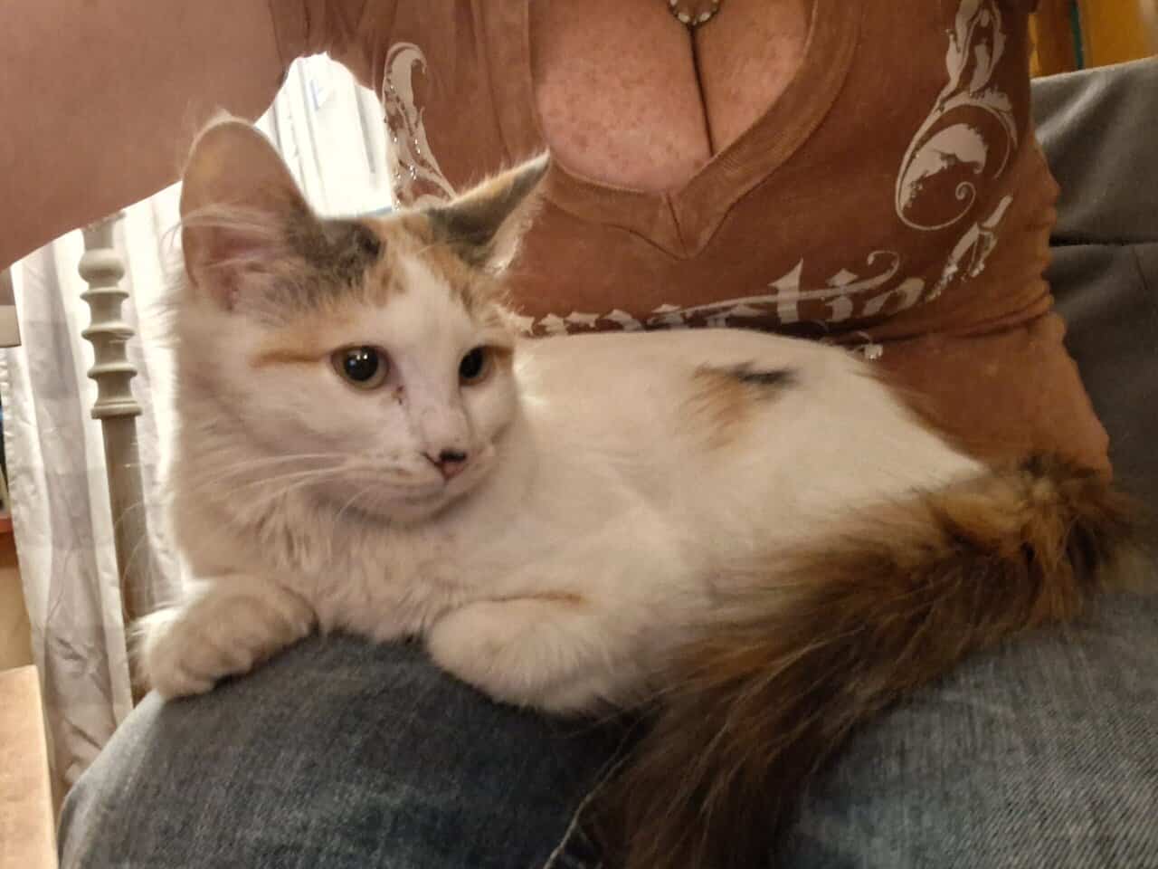 12 wk female calico fixed,vaccinated, dewormed,def image 2
