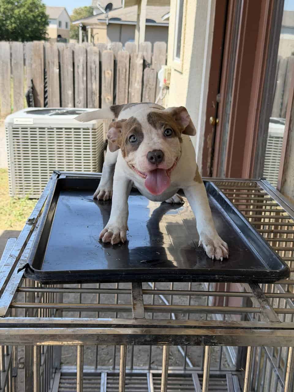 10weeks old image 1