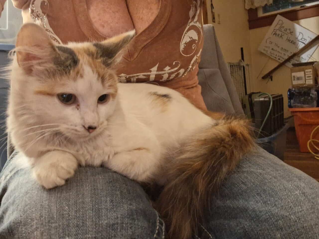 12 wk female calico fixed,vaccinated, dewormed,def image 7