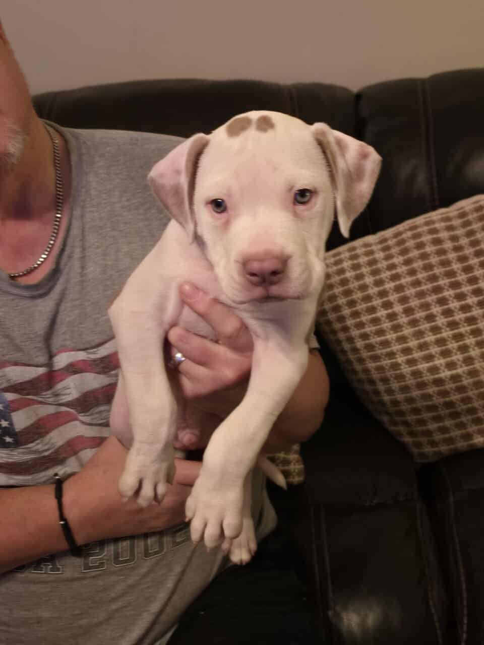 Pitbull Terrier image 1