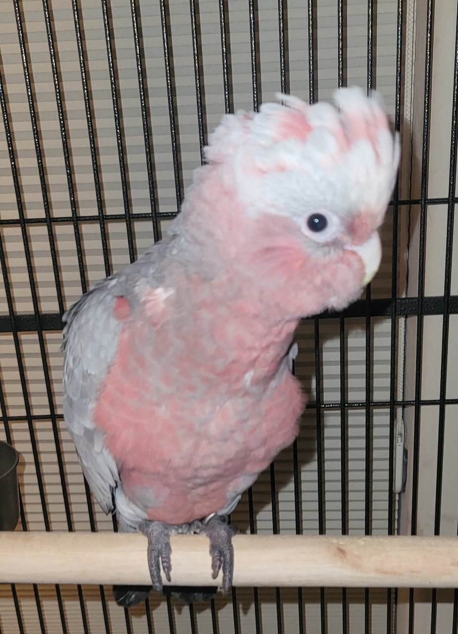 Wanda, an Eclectus Parrot image 3