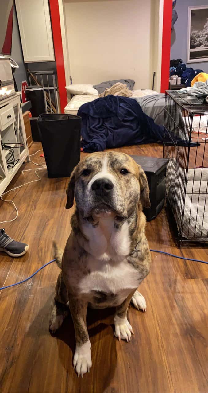 looking to rehome my pitbull, great pyrneese mix image 2