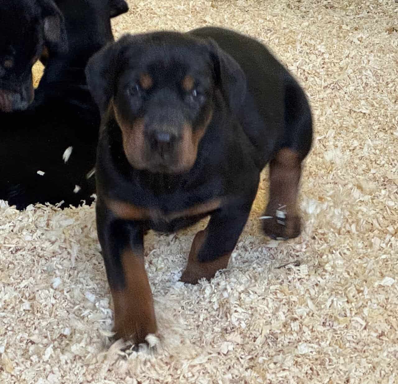 AKC Dobermans image 3