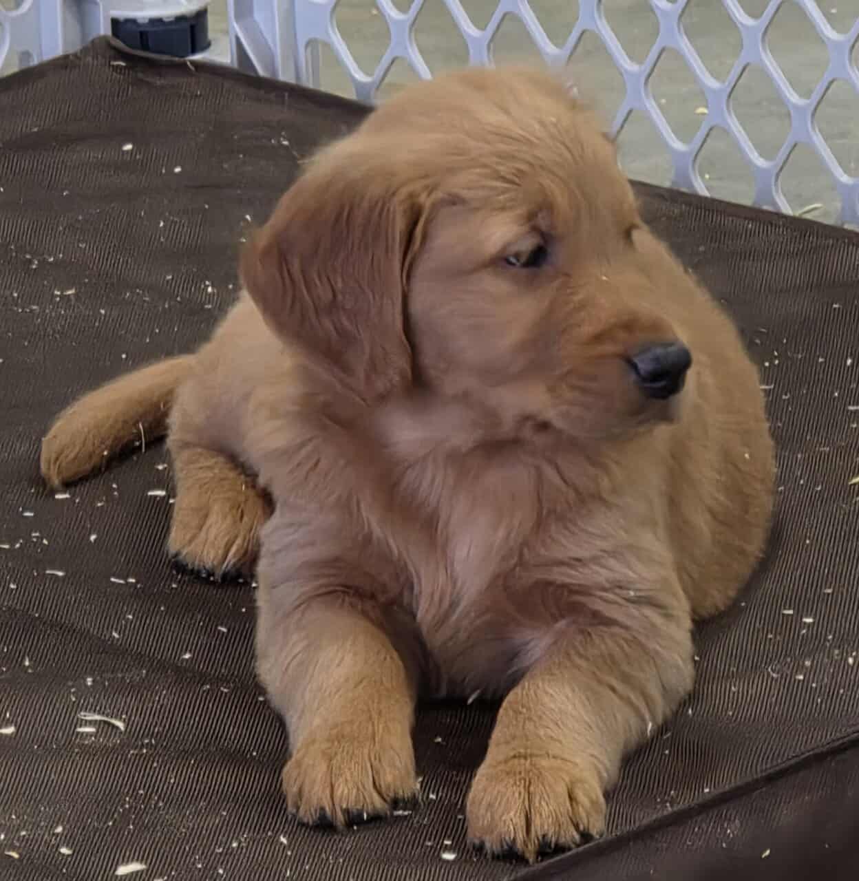 DARK RED AKC GOLDEN RETRIEVER PUPPIES image 2