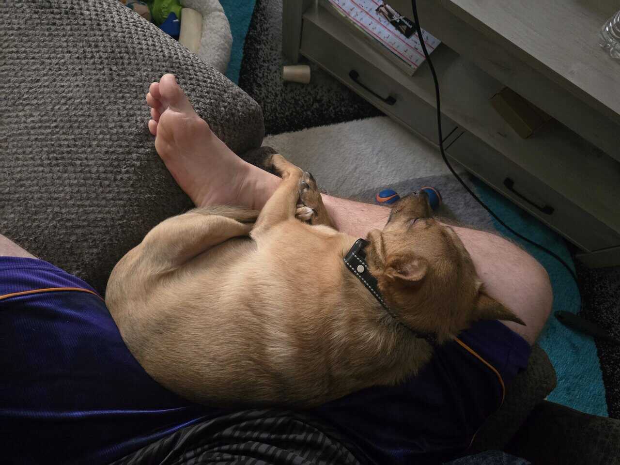 MEET SCOUT! image 9