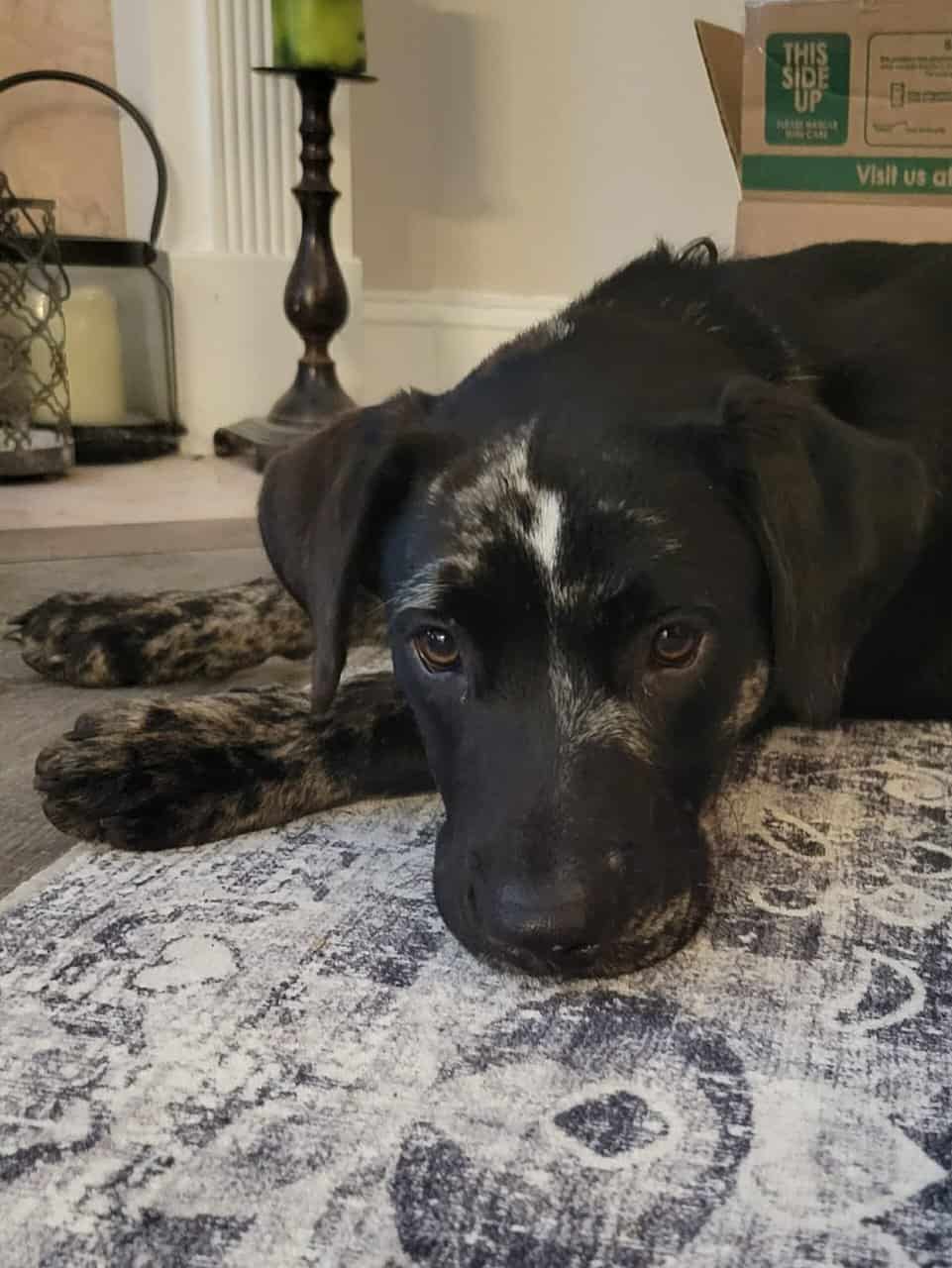 10 month Old Catahoula Leopard Mix image 3